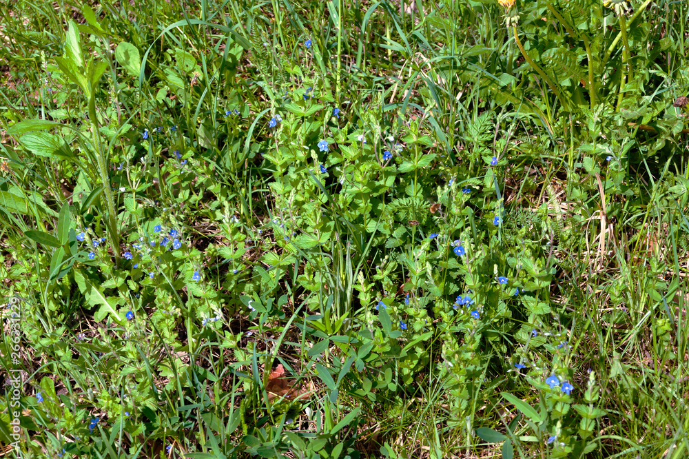 Green grass and blue flowers in the meadow Green grass and blue flowers in the meadow