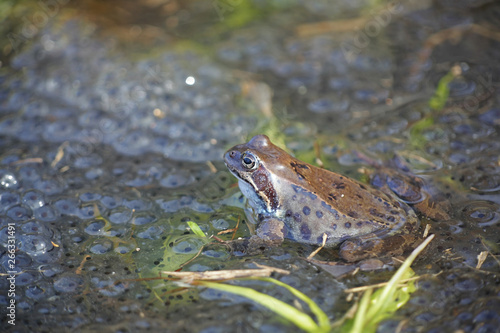 Fotografi Common frog, Rana temporaria, also known as the European common frog, European c