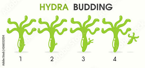 Science cartoon teaching about Hydra Budding.