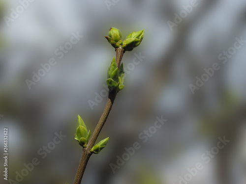 green spring buds on tree branch, selective focus, shallow dof