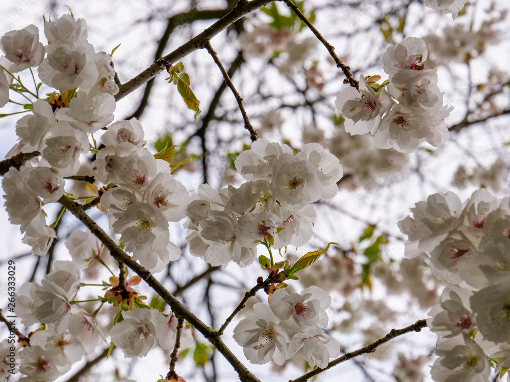 White Cherry Blossoms in the springtime