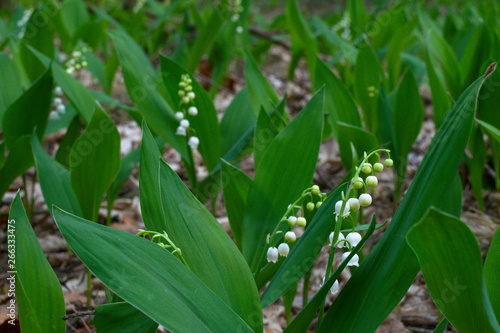Wild lily of the valley in the forest  Pozna    Poland