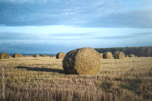 Golden field with sheaves of hay around
