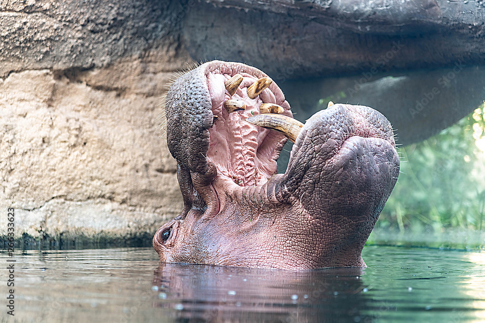 Fototapeta premium Wild Animal Hippo in a lake