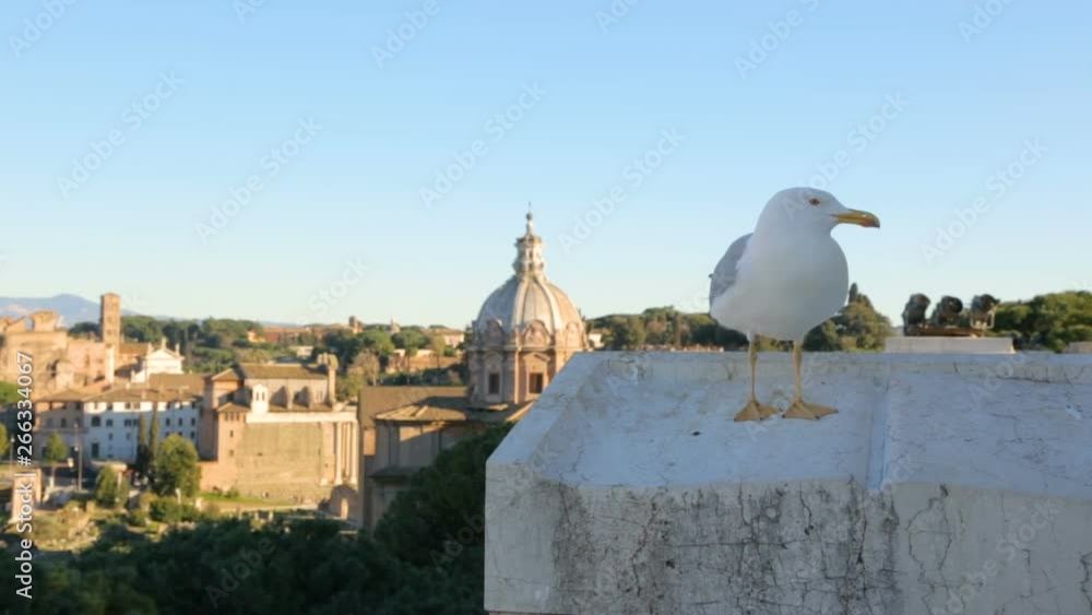 Seagull against scenic view of Rome with Colosseum and Roman Forum Seagull against scenic view of Rome with Colosseum and Roman Forum
