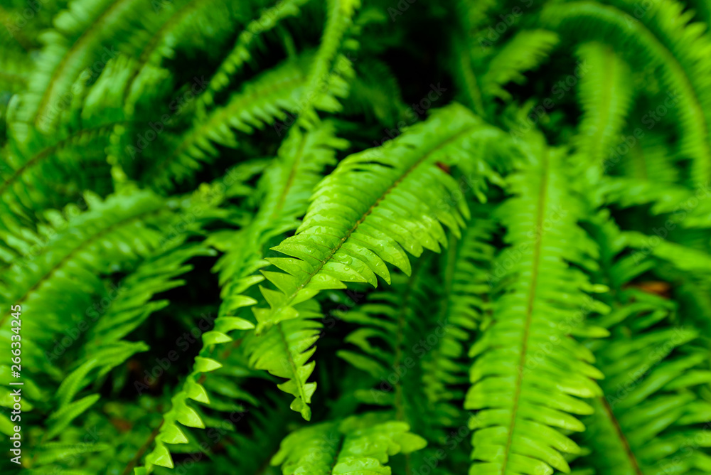 Structure in Nature - Leaf with beautiful design and structure Structure in Nature - Leaf with beautiful design and structure