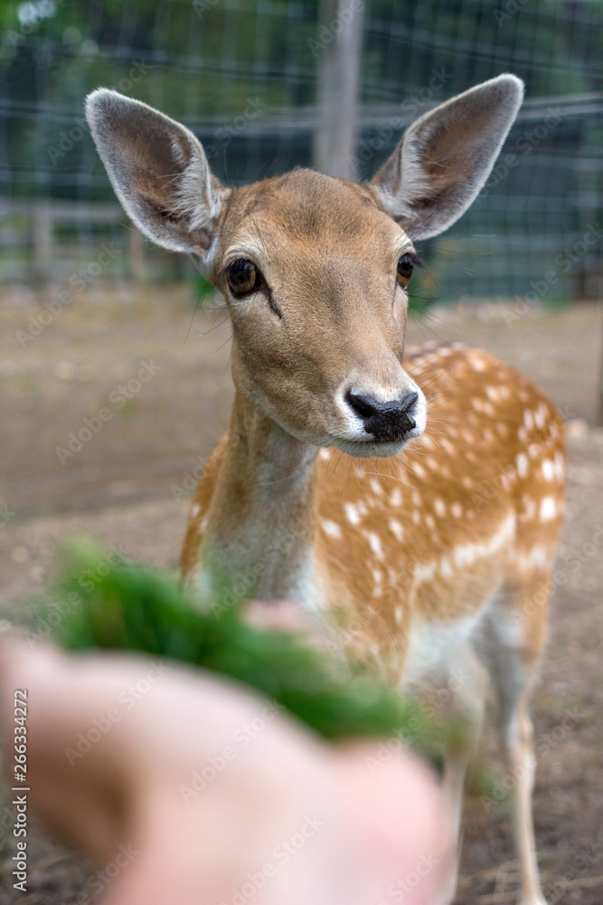 Hand feeding a deer with a grass. Cute deer closeup. Hand feeding a deer with a grass. Cute deer closeup.