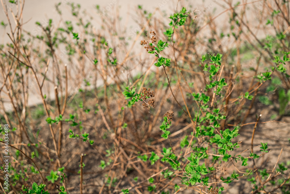Spring nature in the park. Blooming buds on the trees. Young leaves begin to grow Spring nature in the park. Blooming buds on the trees. Young leaves begin to grow