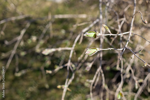 Spring nature in the park. Blooming buds on the trees. Young leaves begin to grow © Надин Стокер