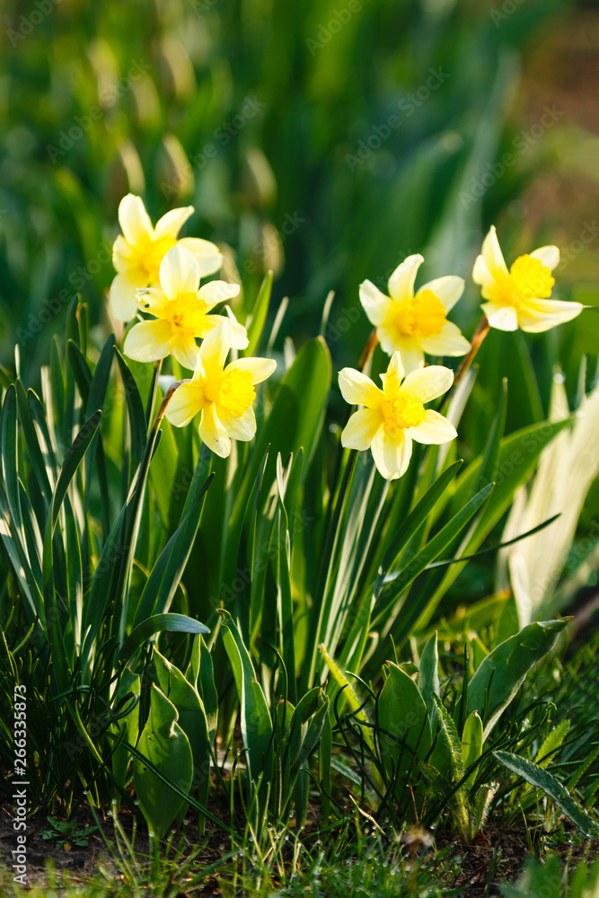 Yellow flowers Narcissus growing in the garden in the sunlight Yellow flowers Narcissus growing in the garden in the sunlight