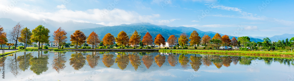 Fototapeta premium Taxodium distichum in fall color with red with orange leaves and reflection