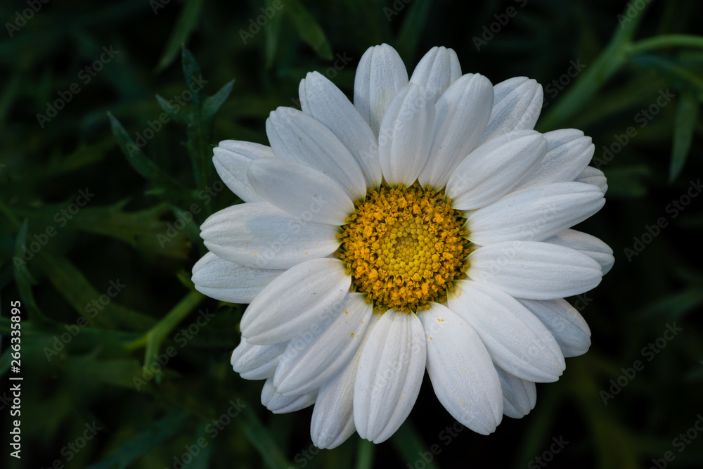 Blühende Strauchmargerite Blühende Strauchmargerite
