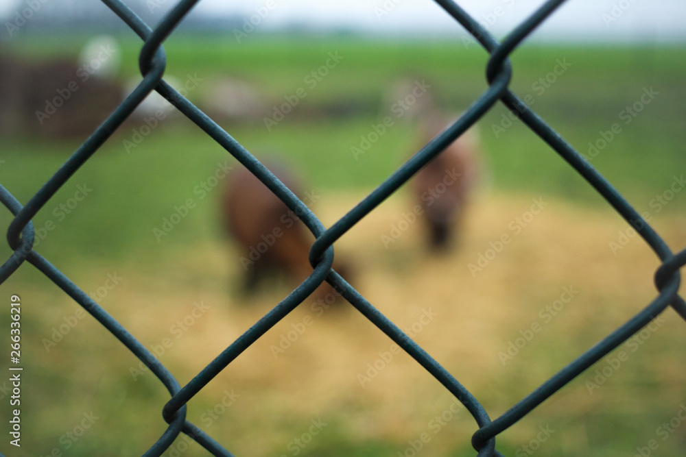 Blurred metal cage on the background of zoo. Blurred metal cage on the background of zoo.