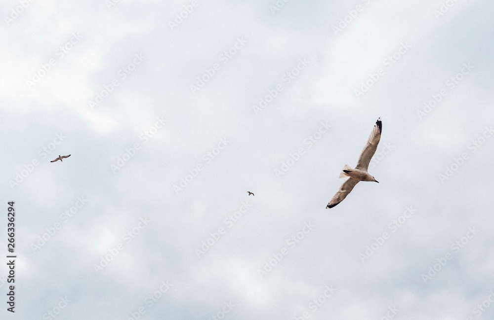 Fototapeta premium Seagulls 
