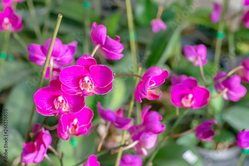 Beautiful Pink Orchid Background blurred leaves in the garden.