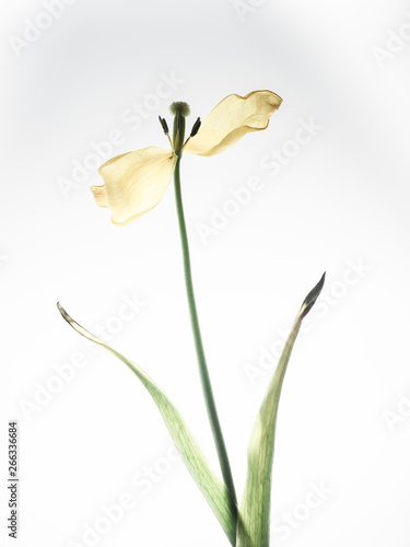 yellow tulip