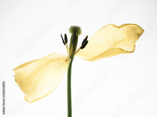 yellow tulip isolated on white background