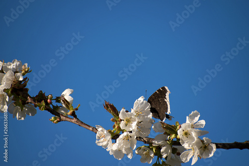 Butterfly Nymphalis antiopa on cherry blossom. White cherry blossoms in spring. Blue sky. photo