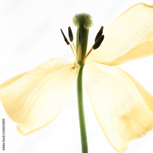 yellow flower isolated on white background