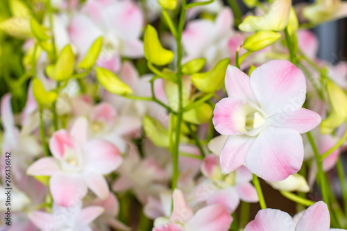 Beautiful White Orchid and patterned pink spots Background blurred leaves in the garden.