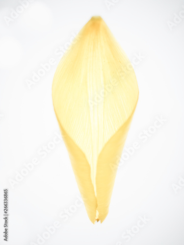 yellow pedal on white backbround