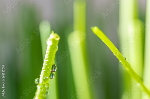 Chive. Macro. Wet. Spice. Drops