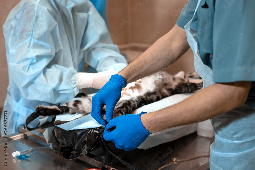 cat under general anesthesia on the operating table prepared to ...