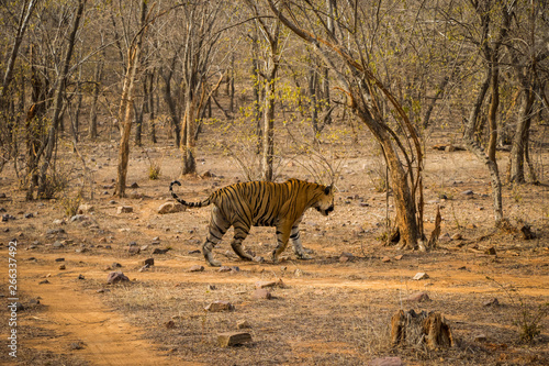 A royal bengal male tiger on stroll for scent marking in his territory. roaming in jungle crossing road. A side profile of tiger at ranthambore national park  rajasthan  india