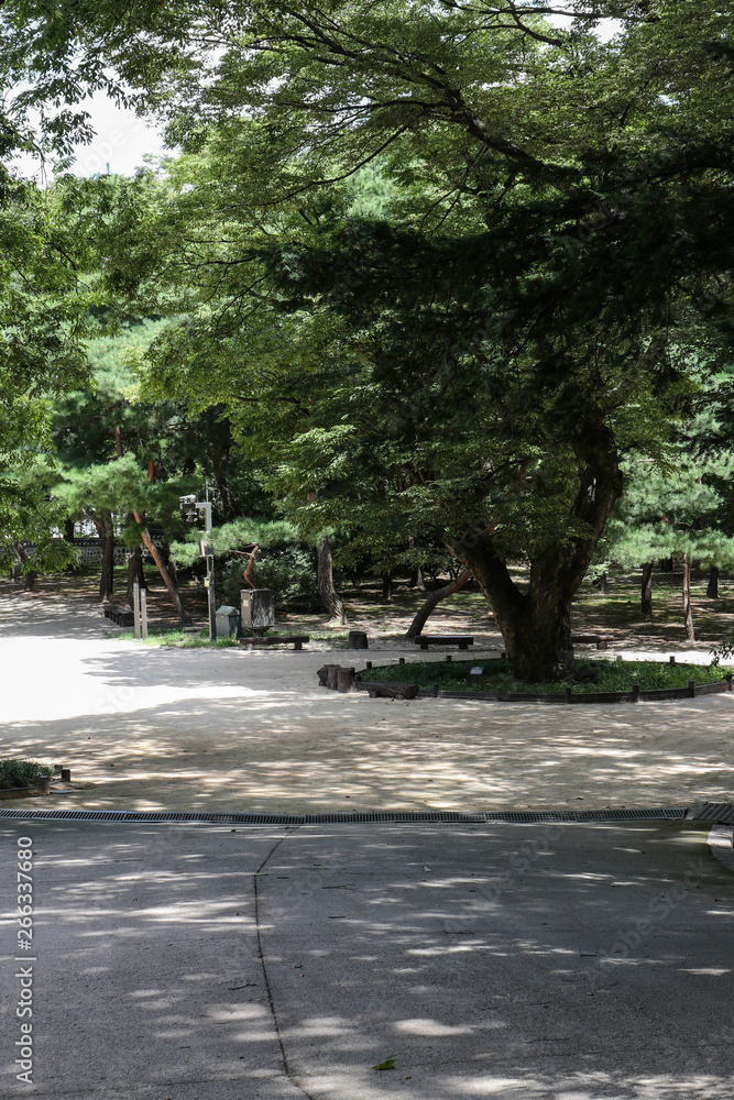 Perennial trees in a park area, deserted alley with shady places