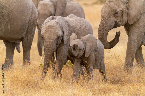 Canvas Print Two cute baby elephant calves (Loxodonta africana) having fun playing with trunk in Ol Pejeta Conservancy, Kenya, Africa