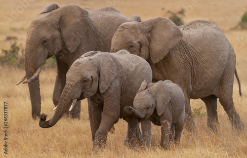 Elephant family of four Loxodonta africana with 2 two cute baby calves playing grazing happily in golden grass Ol Pejeta Conservancy Kenya East Africa endangered vulnerable species natural environment
