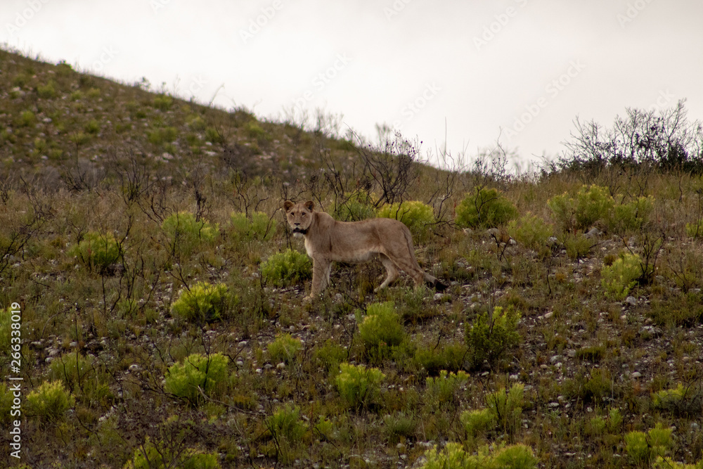 Beautiful, proud, slender female lion with gps localization collar walking free in south african private game reserve and safari Beautiful, proud, slender female lion with gps localization collar walking free in south african private game reserve and safari