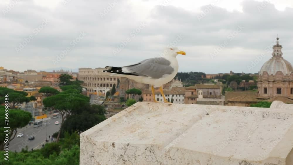 Seagull against scenic view of Rome with Colosseum and Roman Forum Seagull against scenic view of Rome with Colosseum and Roman Forum