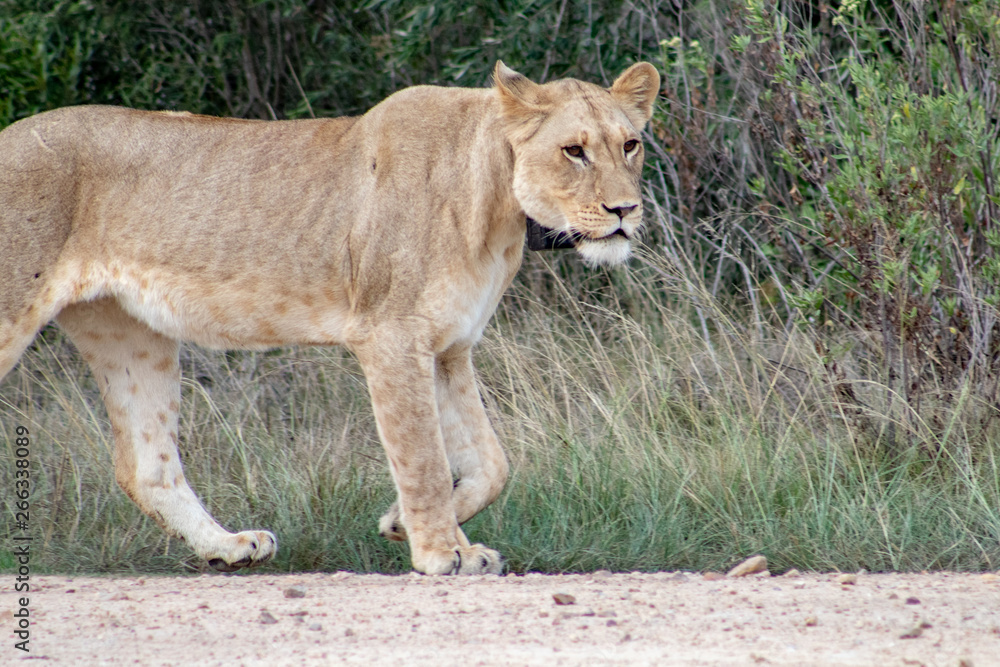 Beautiful, proud, slender female lion with gps localization collar walking free in south african private game reserve and safari Beautiful, proud, slender female lion with gps localization collar walking free in south african private game reserve and safari