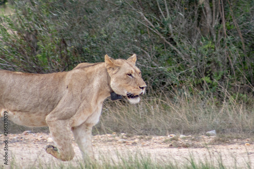 Beautiful  proud  slender female lion with gps localization collar walking free in south african private game reserve and safari