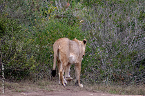 Beautiful  proud  slender female lion with gps localization collar walking free in south african private game reserve and safari