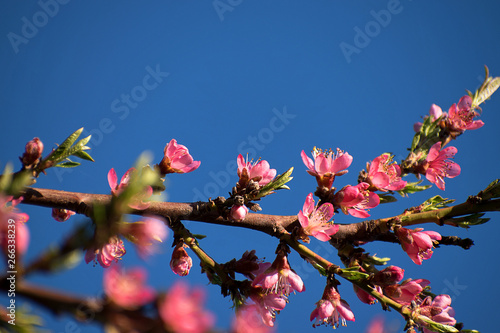 Peach blossoms in spring. Blue sky.