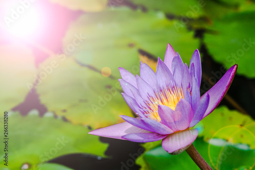 Beautiful purple waterlily or lotus flower in pond. The petals are purple. Yellow Ganes Look notably.
