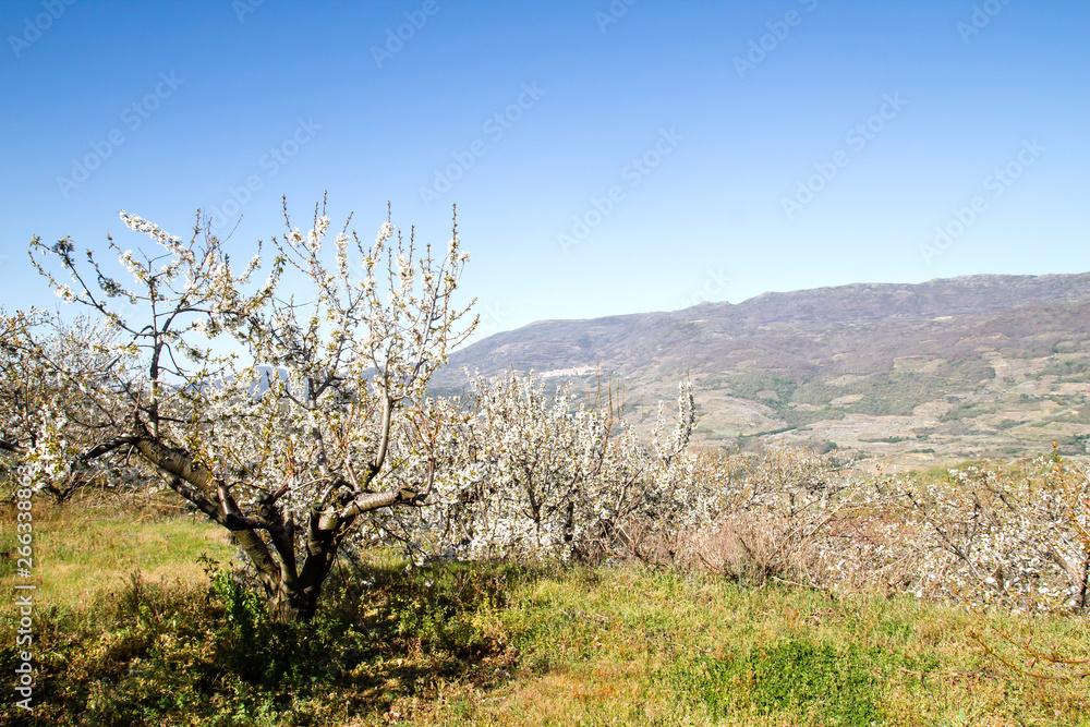 Springtime cherry blossoms in Valle del Jerte, Extremadura, Spain Springtime cherry blossoms in Valle del Jerte, Extremadura, Spain