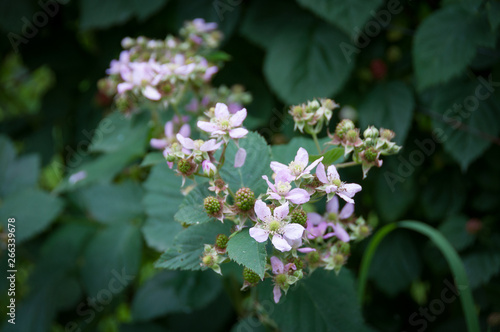 Flowering boysenberry plant on a branch in a garden photo