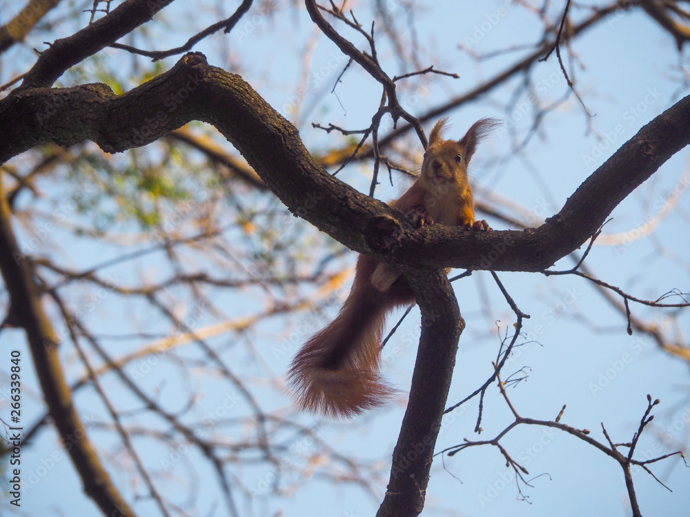 Squirrel with a fluffy tail sits on a branch of a tree and looks somewhere