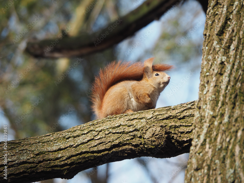 Furry squirrel sits on a tree branch Furry squirrel sits on a tree branch