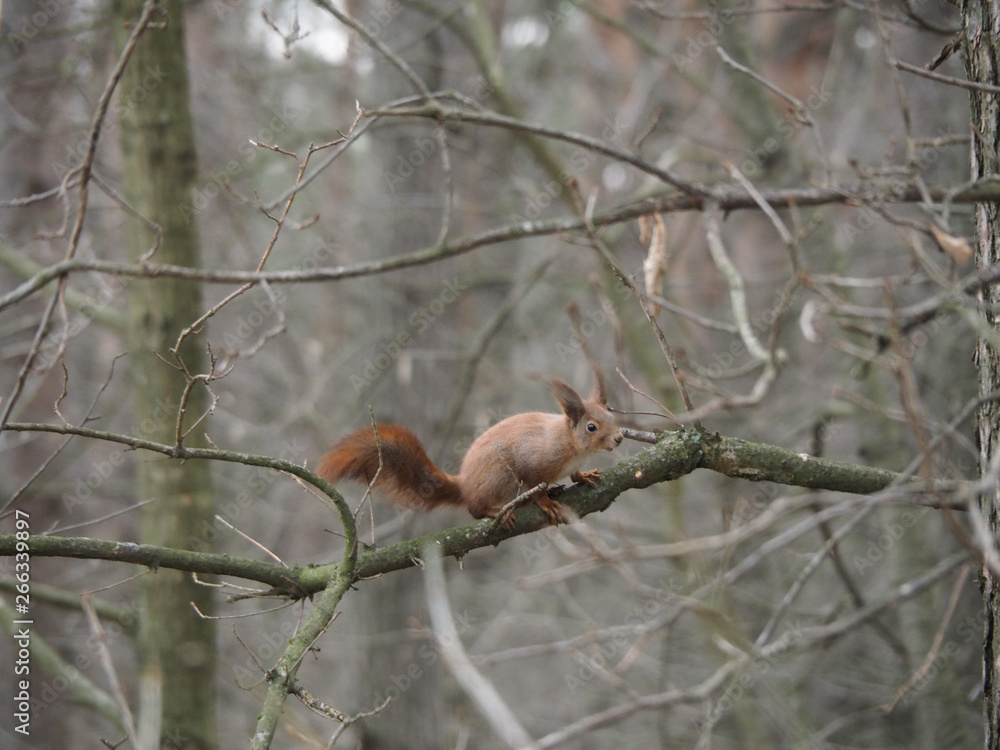 Fototapeta premium Furry squirrel runs somewhere around the branches of a tree