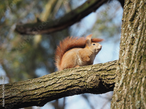 Furry squirrel sits on a tree branch © Taras