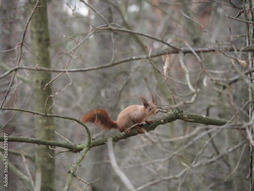 Furry squirrel runs somewhere around the branches of a tree © Taras