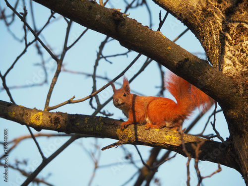 Red squirrel among the branches of a tree © Taras