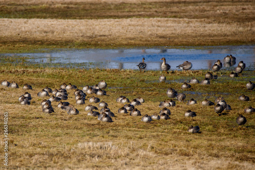 Huge crowd of migratory goose birds on flood land at field in countryside.