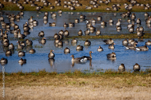 Huge crowd of migratory goose birds on flood land at field in countryside.