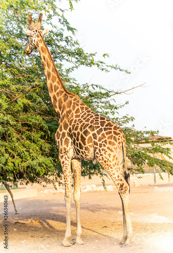  Beautiful wild animal tall Giraffe in Al Ain Zoo Safari Park, United Arab Emirates