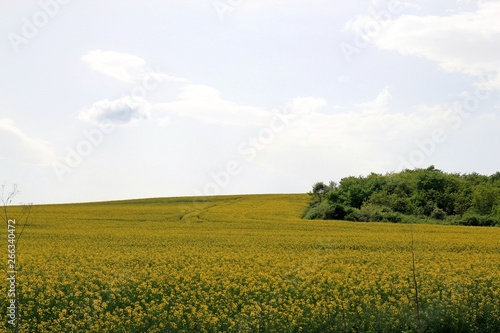 A field of rapeseed in Bulgaria